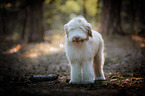 junger Bearded Collie