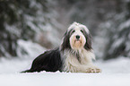 liegender Bearded Collie