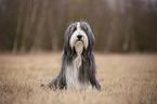 sitzender Bearded Collie