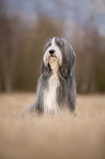 sitzender Bearded Collie