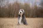 sitzender Bearded Collie