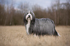 stehender Bearded Collie