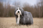 stehender Bearded Collie