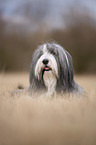 liegender Bearded Collie