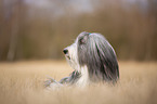 liegender Bearded Collie