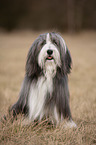 sitzender Bearded Collie