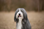 Bearded Collie Portrait