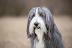 Bearded Collie Portrait