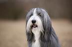 Bearded Collie Portrait