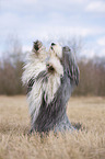 Bearded Collie macht Mnnchen