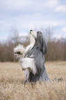 Bearded Collie macht Mnnchen