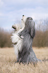 Bearded Collie macht Mnnchen