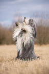 Bearded Collie macht Mnnchen