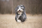 rennender Bearded Collie