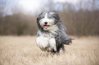 rennender Bearded Collie