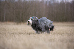 rennender Bearded Collie