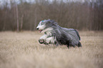 rennender Bearded Collie