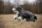 rennender Bearded Collie