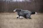 rennender Bearded Collie