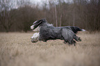 rennender Bearded Collie