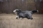 rennender Bearded Collie