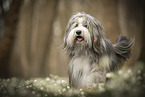 Bearded Collie im Frhling