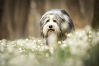 Bearded Collie im Frhling