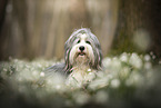 Bearded Collie im Frhling