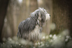 Bearded Collie im Frhling