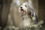 Bearded Collie im Frhling