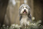 Bearded Collie im Frhling