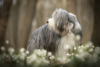 Bearded Collie im Frhling