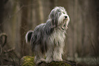 Bearded Collie