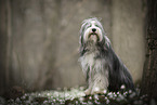 Bearded Collie im Frhling