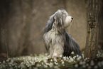 Bearded Collie im Frhling