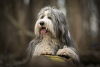 Bearded Collie