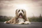 liegender Bearded Collie