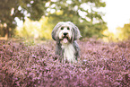 Bearded Collie im Sommer