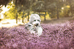 Bearded Collie im Sommer