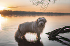 Bearded Collie