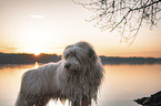 Bearded Collie