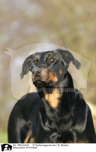 Beauceron im Portrait / beauceron portrait / RR-03325