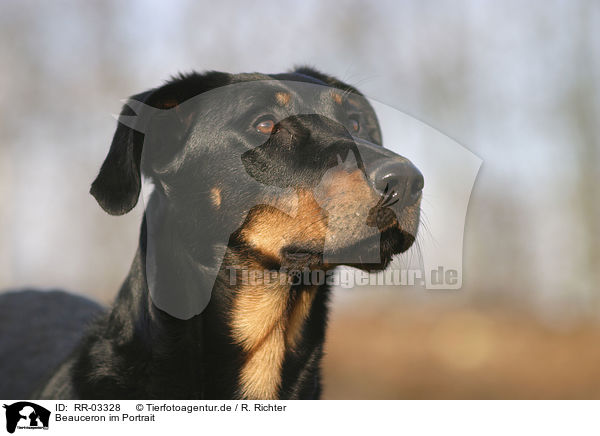 Beauceron im Portrait / beauceron portrait / RR-03328