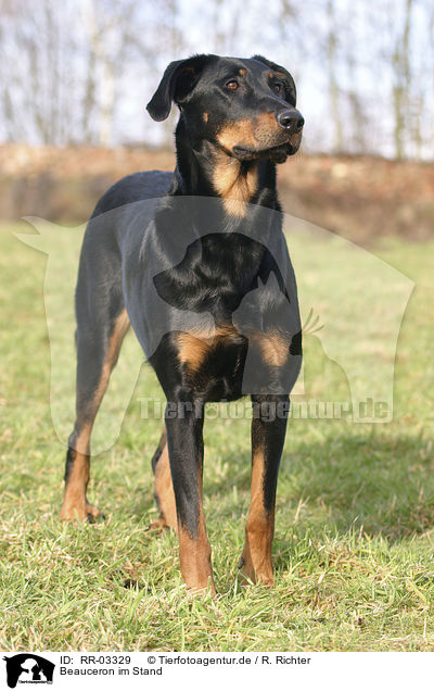 Beauceron im Stand / standing beauceron / RR-03329