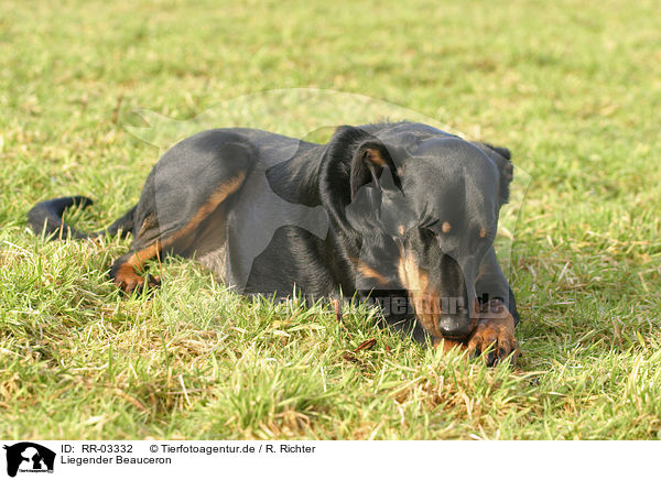 Liegender Beauceron / lying beauceron / RR-03332