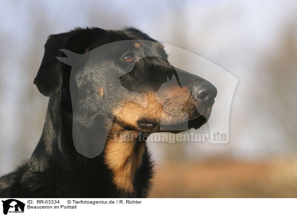 Beauceron im Portrait / beauceron portrait / RR-03334