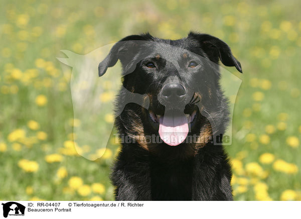 Beauceron Portrait / Beauceron Portrait / RR-04407