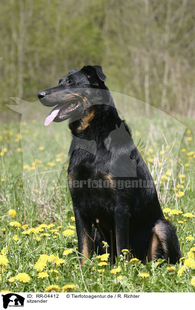 sitzender / sitting Beauceron / RR-04412