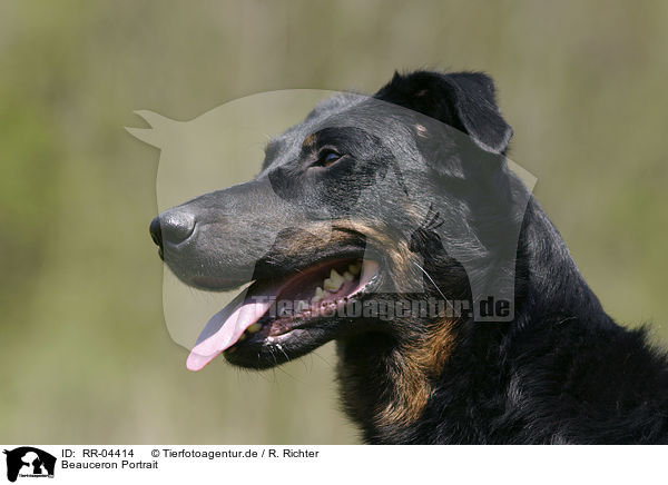 Beauceron Portrait / RR-04414