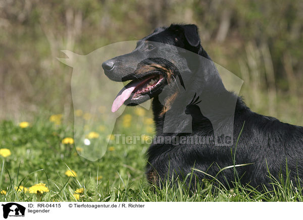 liegender / lying Beauceron / RR-04415